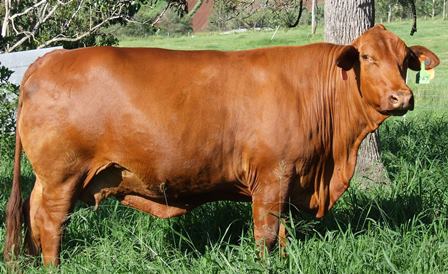 Glenlands D 67